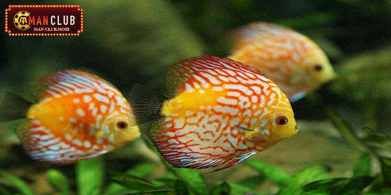mơ thấy cá Những con số tài lộc của giấc mơ thấy cá