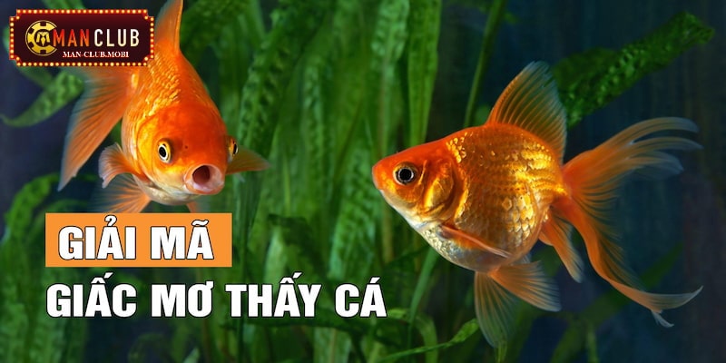 mơ thấy cá Giải mã giấc mơ thấy cá