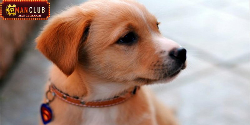 mơ thấy chó Mơ thấy chó nên chọn đánh số mấy ?