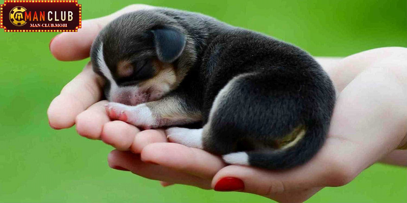 mơ thấy chó Tìm hiểu xem chiêm bao chó là điềm vui hay vận rủi?