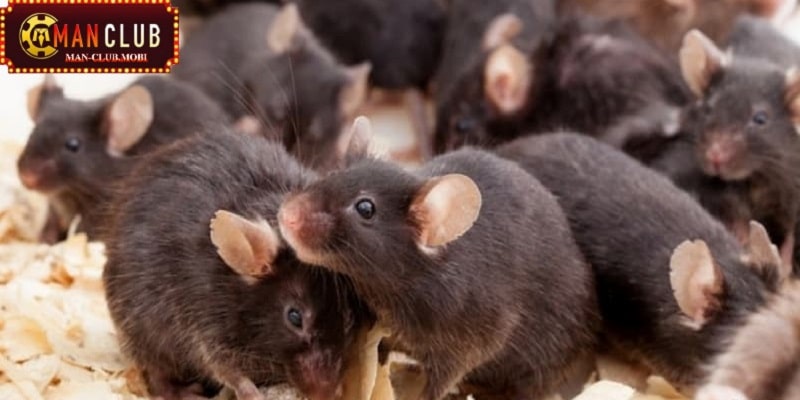 mơ thấy chuột Mơ thấy chuột đang chạy tán loạn báo hiệu những điều gì?
